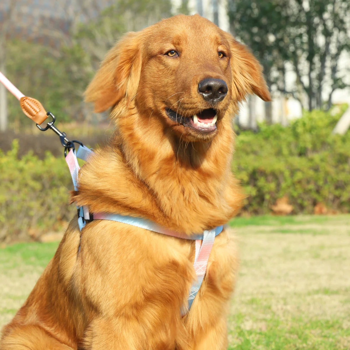 Conjunto Peitoral Para Cachorro Com Guia Ajustável - FC©